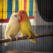 Lovebird